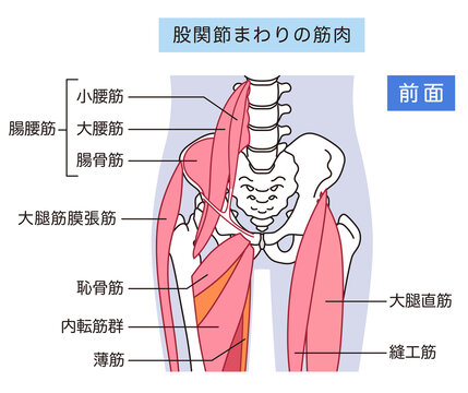 股関節まわりの筋肉（前面）　腸腰筋　内転筋群　大腿直筋