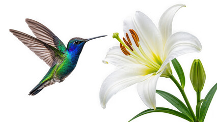 Fototapeta premium A vibrant hummingbird hovering near a beautiful white lily flower isolated on transparent background