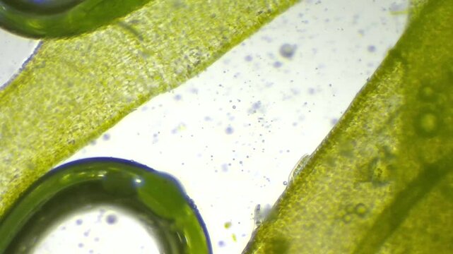 Macro texture of Ecklonia cava seaweed with bio bubbles
