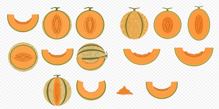 Melon fruit set with whole and sliced cantaloupe and honeydew varieties, vector illustration.