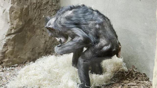 Primate grooming in enclosure
