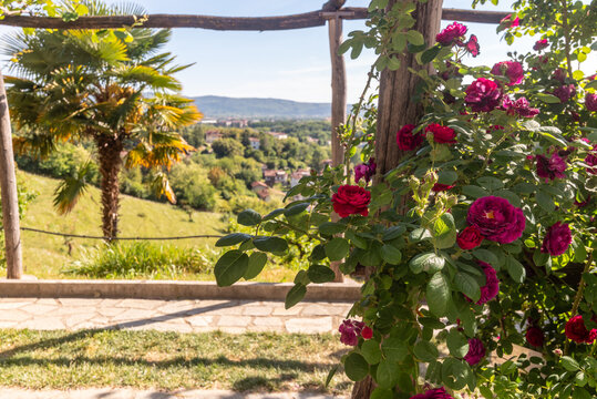 La collezione di  rose Bourbon presso il monastero di Kostanjevica, Nova Gorica, con in secondo piano le verdi colline di Gorizia 