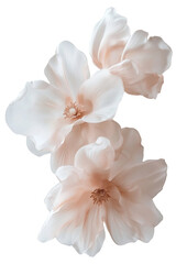Fototapeta premium Three soft pink flowers are cut out and isolated on a clear background. They have delicate petals and detailed centers, suitable for various design uses
