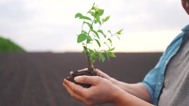 agriculture. man farmer holds a small tree sapling in their hands, with soil around the roots, against a blurred background of a field and sky. agriculture concept