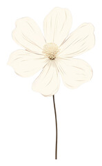 Obraz premium PNG Minimal white flower petal plant inflorescence.