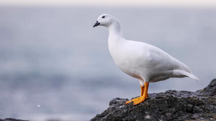 Fototapeta premium Kelp Goose (Chloephaga hybrida) Male Standing on Coastal Rock in Patagonia, Argentina - White Plumage with Bright Orange Feet