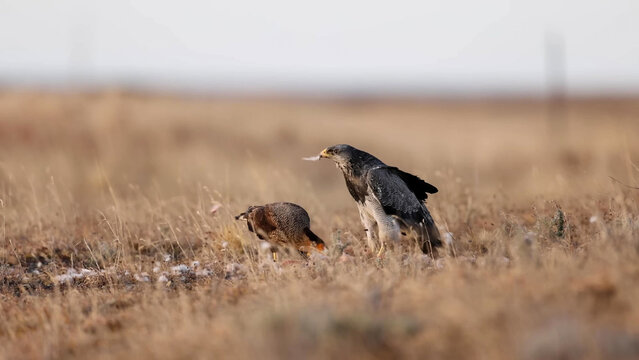 Chimango Caracara and Crested Caracara Feeding on Patagonian Steppe, Argentina