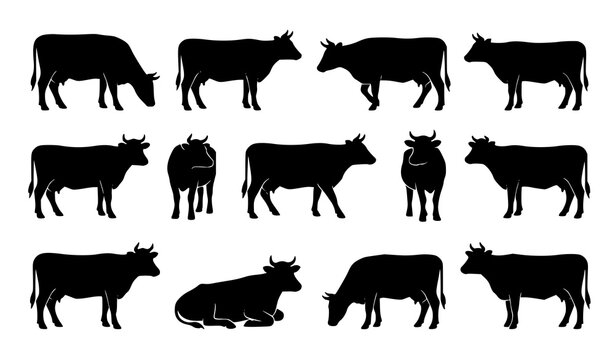 Cow silhouettes collection with grazing standing and walking cattle poses isolated on white background vector