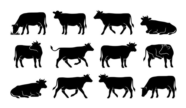 Minimal cow silhouette set with various grazing and standing cattle poses for farm design vector illustration