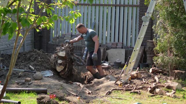 Digging up a tree stump. A man struggles with a huge spruce stump; a man works to pull out a huge stump. Men's work, gardening, working with trees.