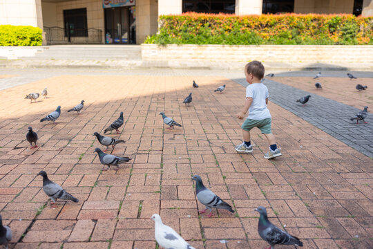 Little toddler boy walking among group of pigeons on city plaza