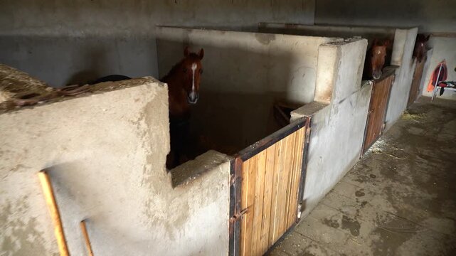 Several brown horses standing inside rustic stable stalls with wooden doors and natural indoor lighting.