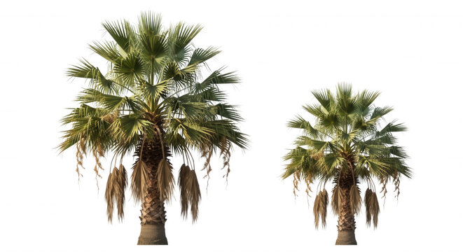Two fan palm trees with green palmate leaves and hanging dried fronds isolated on a solid black background