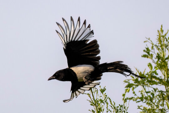 Eurasian magpie or common magpie (Pica pica) in flight.