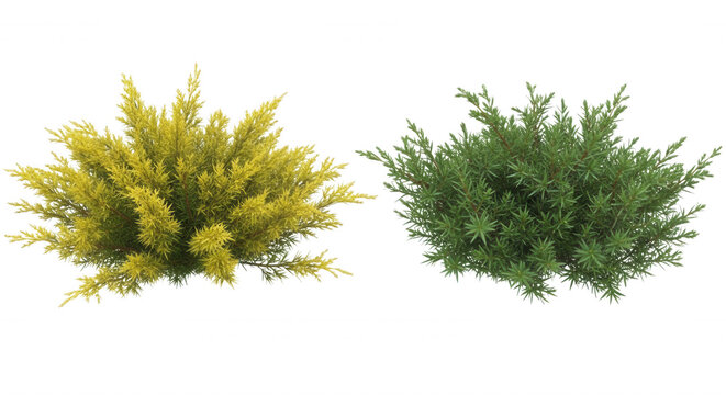 Two isolated juniper bushes, one with bright yellow-green foliage and one with deep forest green needles, set against a black background