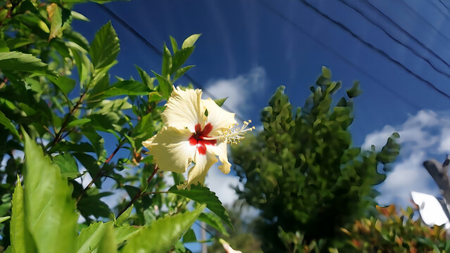 Tropical Hibiscus Flower Blooming Under Blue Sky