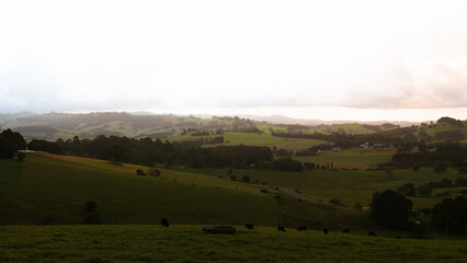 Fototapeta premium Rolling Green Hills and Grazing Cattle in a Serene Pastoral Landscape
