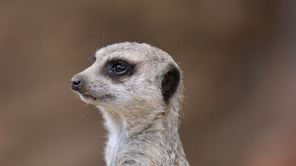 Fototapeta premium Close-up Profile of an Alert Meerkat Looking Off to the Side