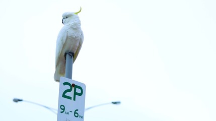 Cockatoo Perched on Parking Sign © blueringmedia