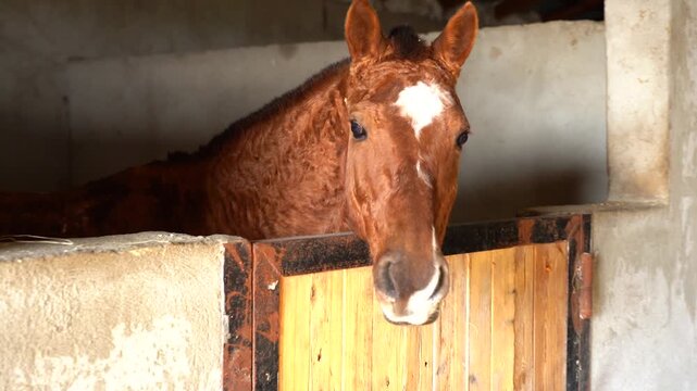 Chestnut horse with white marking standing inside rustic stable stall. Warm natural light illuminates equestrian barn interior