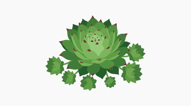 Green succulent plant with multiple offsets on a white background