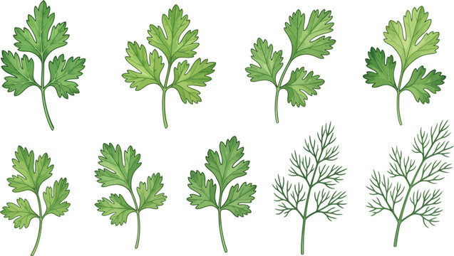 Fresh green parsley cilantro and dill herb leaves collection for culinary cooking design isolated on white background vector illustration