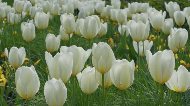 Elegant floral display. Highquality image featuring bright tulips with soft environmental elements