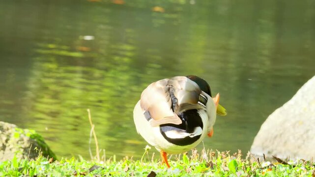 Anas platyrhynchos mallard duck, gliding across pond, perfect depiction wildlife in motion, beauty waterfowl in natural habitat, nature protection