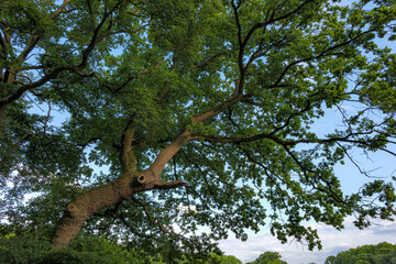Fototapeta premium tree in the forest