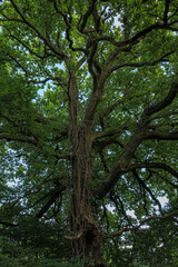 Fototapeta premium trees in the forest