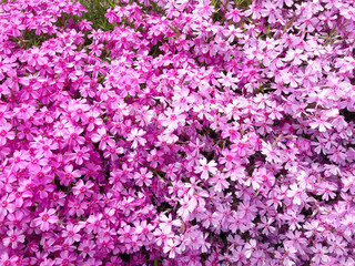 Obraz premium 芝桜, 花, ピンク, 自然, 植える, 桜, シバザクラ, 庭, 紫, 全盛期, 咲く, 色, 植物, サマー, すごい, ブーゲンビリア, 公園, 季節, 美しい, スミレ, フローラル, 赤, 野原, ペチュニア, moss phlox, flower, pink, nature, plant, cherry blossom, garden, purple, peak season, blo