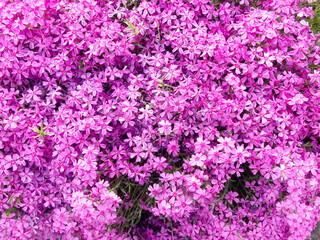 Fototapeta premium 芝桜, 花, ピンク, 自然, 植える, 桜, シバザクラ, 庭, 紫, 全盛期, 咲く, 色, 植物, サマー, すごい, ブーゲンビリア, 公園, 季節, 美しい, スミレ, フローラル, 赤, 野原, ペチュニア, moss phlox, flower, pink, nature, plant, cherry blossom, garden, purple, peak season, blo