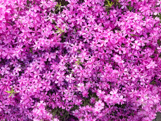 Obraz premium 芝桜, 花, ピンク, 自然, 植える, 桜, シバザクラ, 庭, 紫, 全盛期, 咲く, 色, 植物, サマー, すごい, ブーゲンビリア, 公園, 季節, 美しい, スミレ, フローラル, 赤, 野原, ペチュニア, moss phlox, flower, pink, nature, plant, cherry blossom, garden, purple, peak season, blo