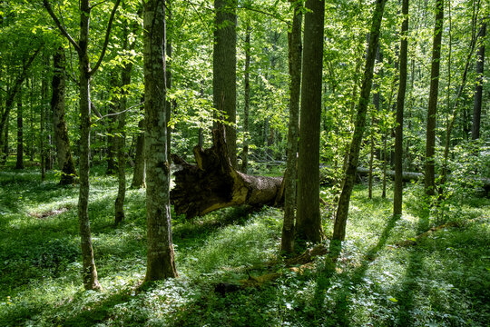 Broken fallen tree with splintered trunk in sunlit spring forest in Bialowieza Forest, Poland