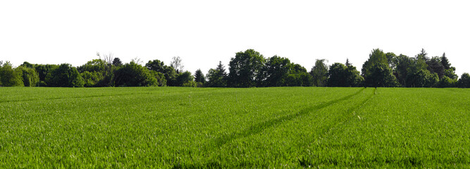 rural green grass field or agricultural field landscape with dark tree line and sky isolated on white or transparent png © David Kreuzberg