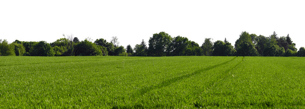 rural green grass field or agricultural field landscape with dark tree line and sky isolated on white or transparent png