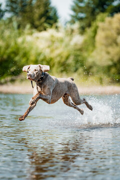 Weimaraner running through shallow water, creating splashes on a sunny day. Dynamic action shot capturing the energy, speed, and playful spirit of this athletic dog breed.