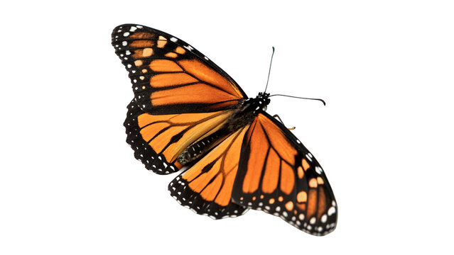 Beautiful single wild monarch butterfly with folded wings sitting profile for exotic summer nature on transparent background