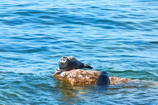 Baikal Lake in summer. Wild Baikal seal, or nerpa (Lat. Pusa sibirica), basks in the sun on a rocky islet amidst azure waters near Ushkany Island on sunny summer day. Animals in their natural habitat