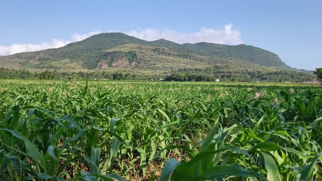 Scenic wide shot of maize agriculture farm with big hills and sunny clear sky. Mount Watangan, Jember, Indonesia.	