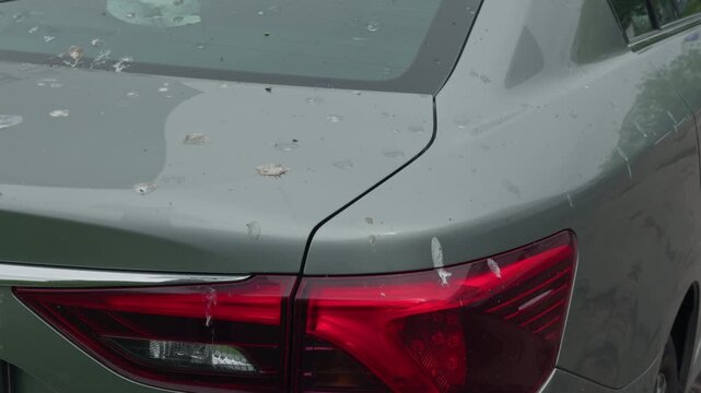 Bird droppings on vehicle surface. Metallic painted vehicle stained with bird droppings and residue