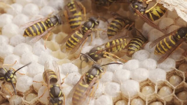 wasp honeycombs, Natural bees nest, insect habitat with larvae, wasp eggs, life cycle Vespula vulgaris, potential hazard
