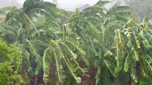 To much raining and storm blowing banana trees , in raining season , video.