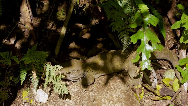 Tuatara blends into leaf litter and ferns on the native New Zealand forest floor, static close up shot.