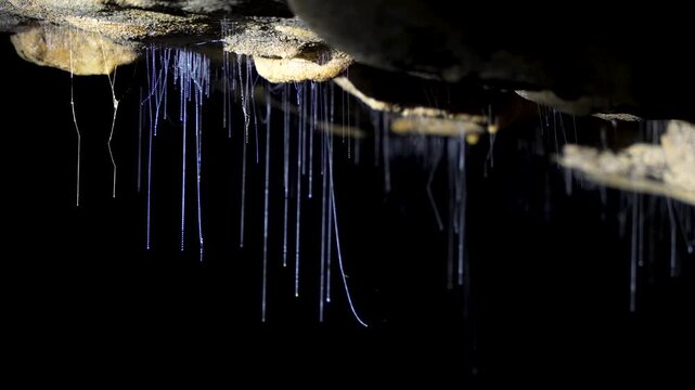 Glowworms in Waitomo Cave hang from the ceiling in New Zealand, softly lit.