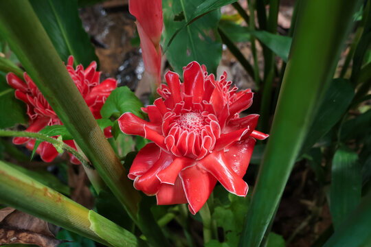 Vibrant red torch ginger flower bloom growing beautifully in lush tropical nature environment with bright green leaf reflecting peaceful natural beauty and exotic floral elegance