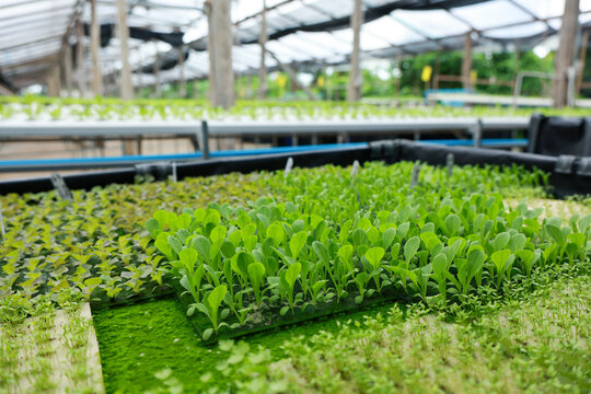 Vibrant young green lettuce seedling plant growing rapidly in commercial hydroponic greenhouse agriculture system tray creating peaceful atmosphere for healthy fresh vegetable farming industry