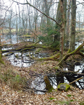 Muddy path with fallen leaves and trees near the wetland in early morning light in a forest location