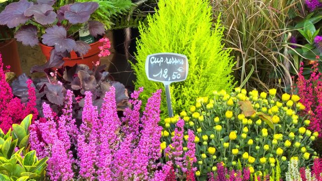 Close-up of Cupressus plant and label at the March&eacute; aux Fleurs (flower market) in Paris, France