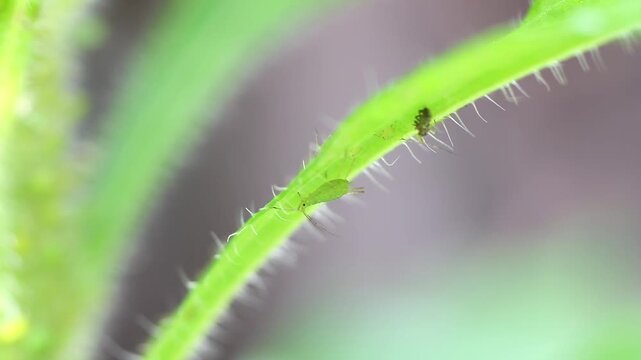 初夏の植物に発生するアブラムシ